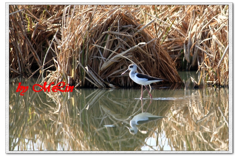 高蹺鴴 - 鳥兒